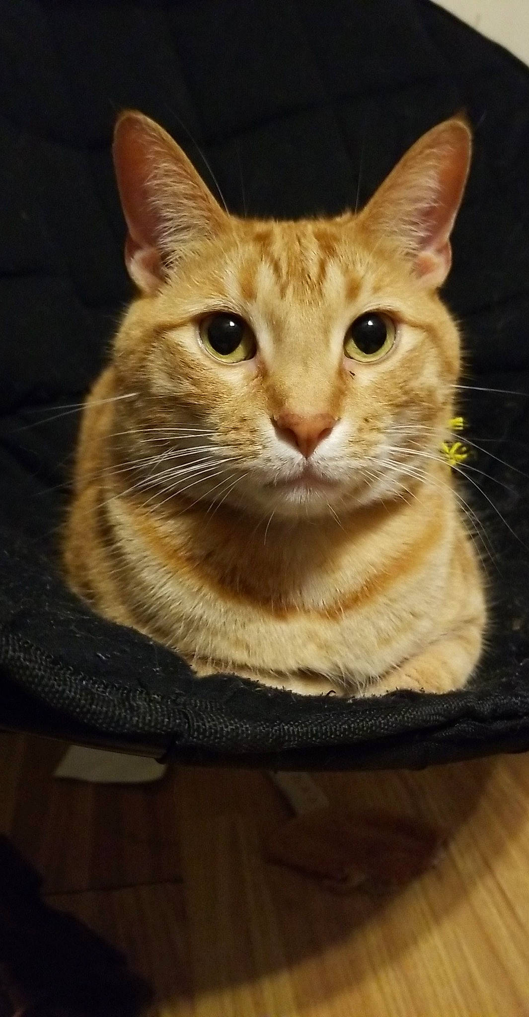 Herky is registered to the contest to win money with this photo: aegean_cat, american_wirehair, arabian_mau, asian, australian_mist, carnivore, cat, chausie, domestic_short_haired_cat, european_shorthair, fawn, felidae, german_rex, mammal, ocicat, oriental_shorthair, small_to_medium_sized_cats, tabby_cat, vertebrate, whiskers