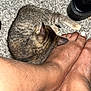 cat, tabby_cat, carpet, feet, bare_feet, shoe, black_shoe, pet, animal, feline, resting, indoor, cozy, floor, paw, fur, domestic_cat, relaxation, home, comfort