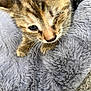 kitten, cat, one-eyed, close_up, whiskers, fur, soft_blanket, gray_blanket, texture, curious, pet, animal, young_cat, feline, indoor, cozy, cute, small, single_eye, resting
