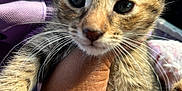 Peppa is registered to the contest to win money with this photo: kitten, cat, tabby, close_up, pet, animal, feline, whiskers, hand, tattoo, holding, young, cute, fur, ears, outdoor, sunlight, blurred_background, domestic_animal, portrait