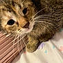 kitten, cat, closeup, fur, whiskers, bed, fabric, unicorn, heart, pink, pastel, cute, pet, animal, soft, resting, indoor, young, curious, sleepy