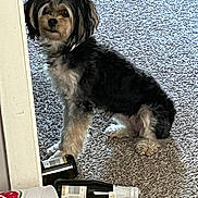 Gracie joined the competition — help win amazing prizes! dog, carpet, bottle, indoor, pet, curious, sitting, black_and_white, fur, animal, household, floor, container, domestic, mammal, looking, cute, small_dog, companion, relaxed