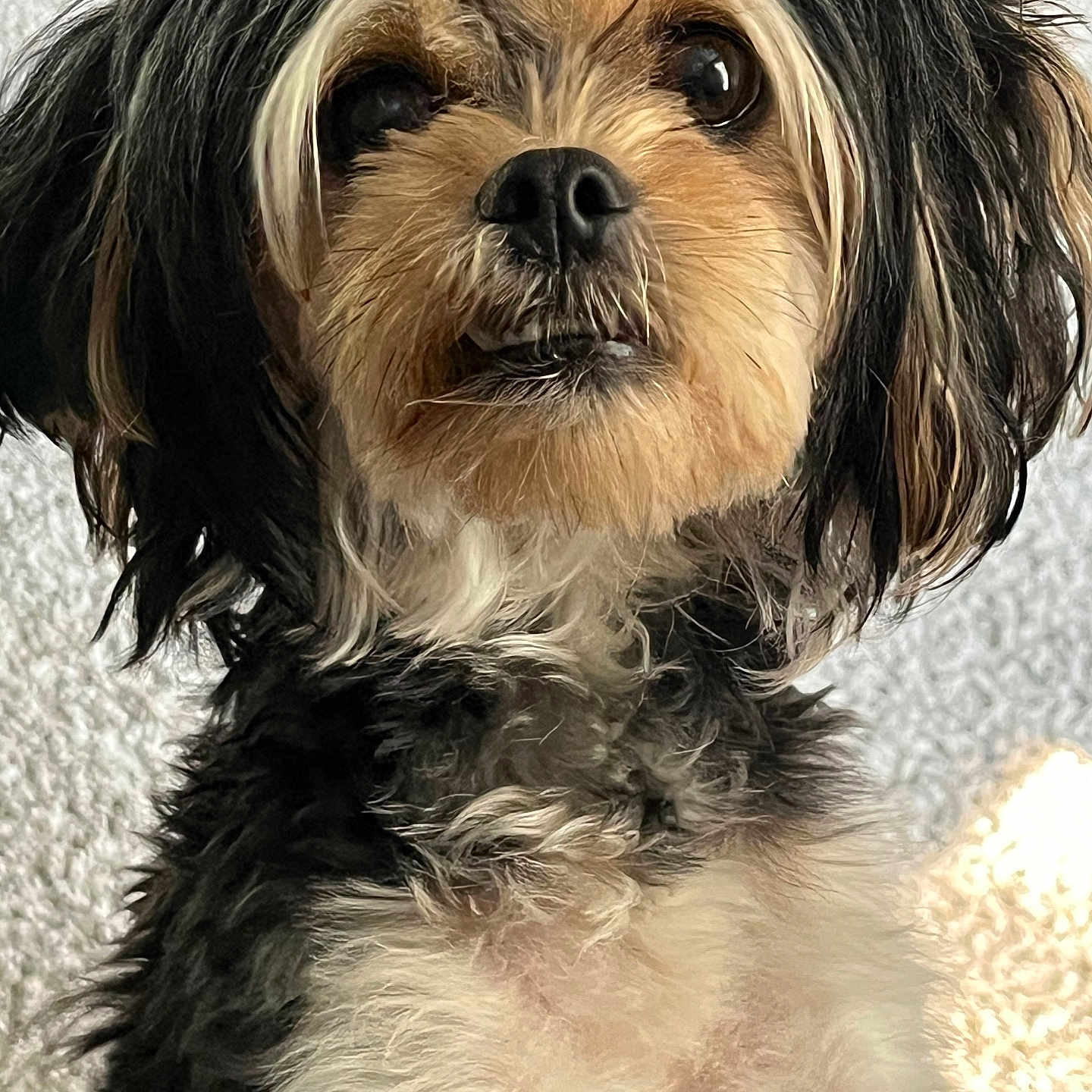 Gracie