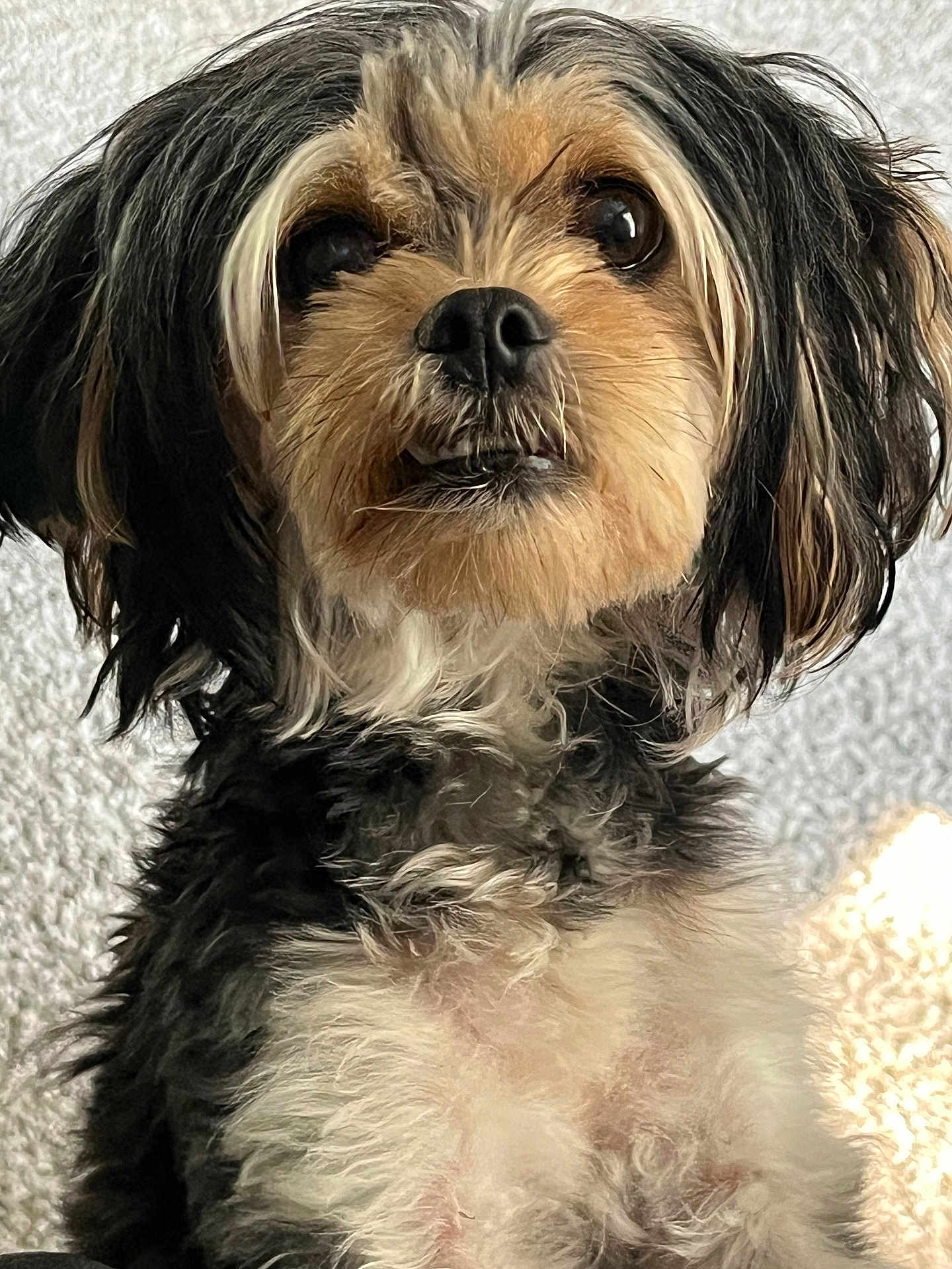 Gracie