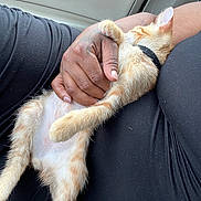 Tiga is registered to the contest to win money with this photo: cat, kitten, orange_tabby, sleeping, pet, hand, lap, fur, black_clothing, car_seat, relaxation, domestic_animal, feline, resting, cute, animal, human_hand, closeup, comfort, indoor