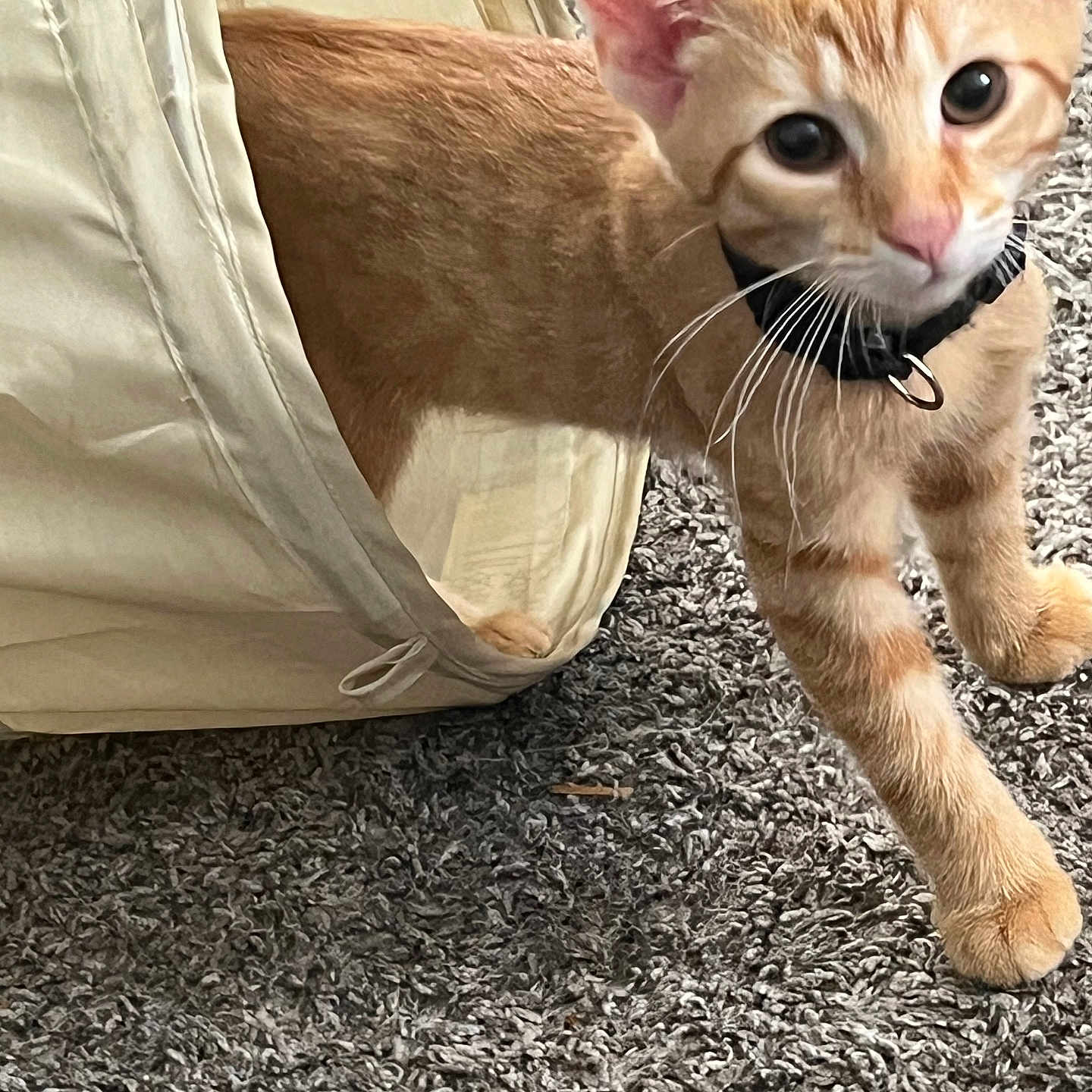 Tiga