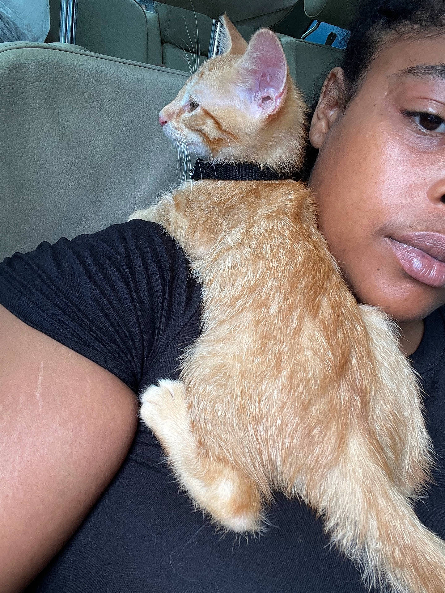 Tiga joined the competition — help win amazing prizes! animal, black_shirt, car_interior, casual, cat, close_up, comfort, cute, ear, face, fur, ginger_cat, indoor, kitten, person, pet, portrait, resting, shoulder, whiskers