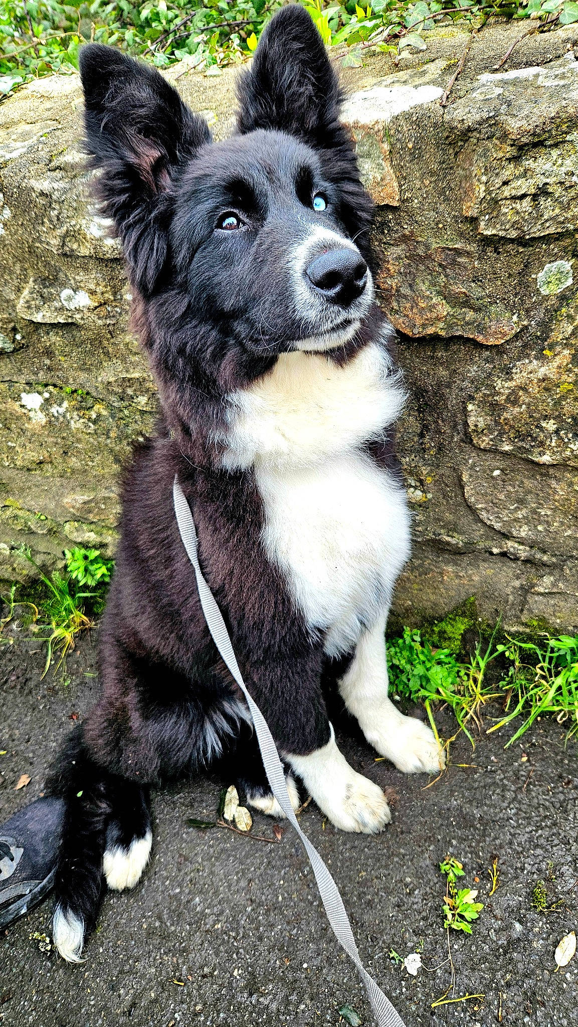 Bernie a rejoint le concours — aidez-le/la à gagner de superbes lots ! ancient_dog_breeds, canidae, carnivore, collar, companion_dog, dog, dog_breed, fur, grass, herding_dog, non_sporting_group, plant, puppy, snout, sporting_group, tail, terrestrial_animal, whiskers, working_animal, working_dog