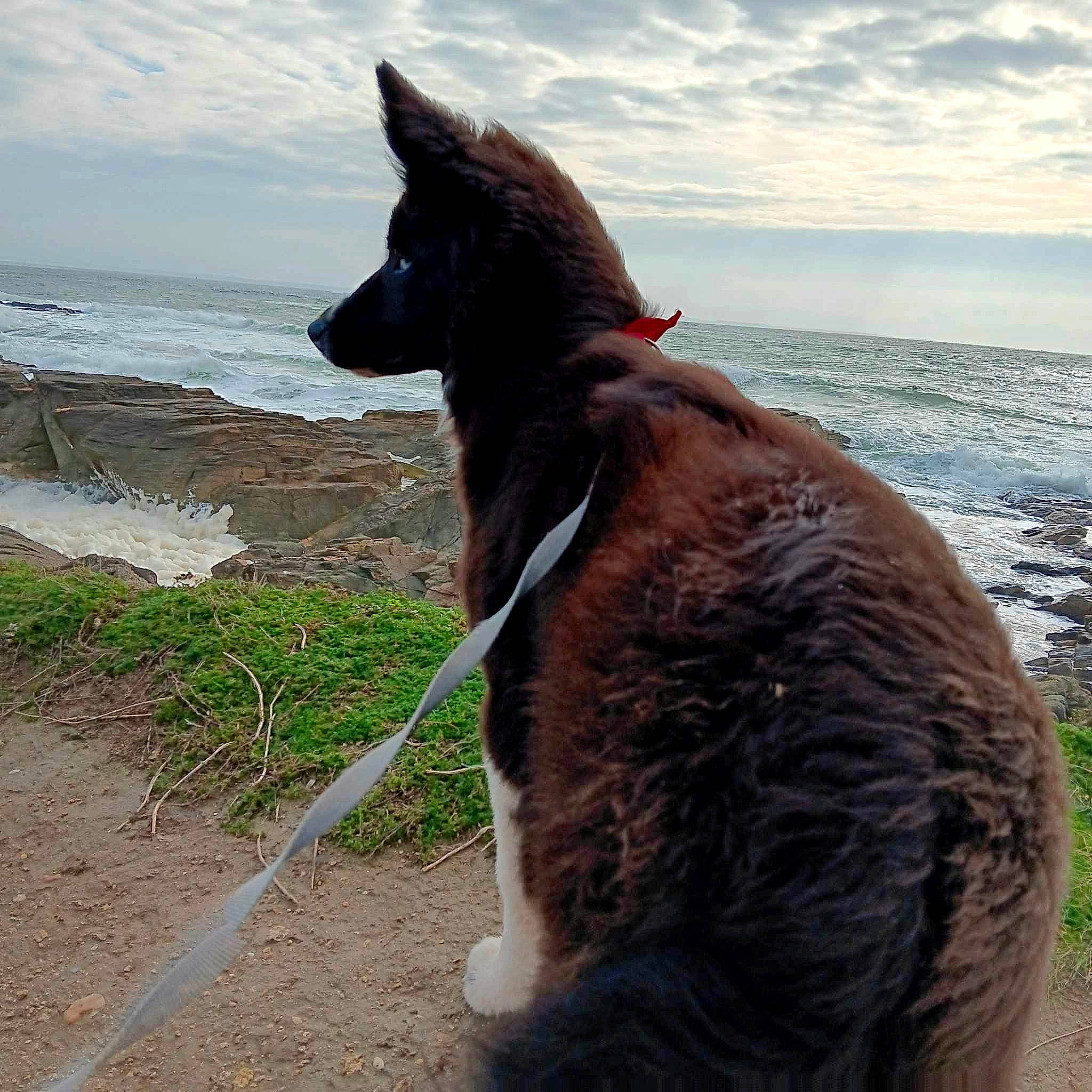 Bernie participe au concours pour gagner de l'argent avec cette photo : beach, canidae, carnivore, cloud, collar, dog, dog_breed, dog_collar, fawn, lake, liver, ocean, pet_supply, sky, snout, sporting_group, tail, vertebrate, water, working_animal
