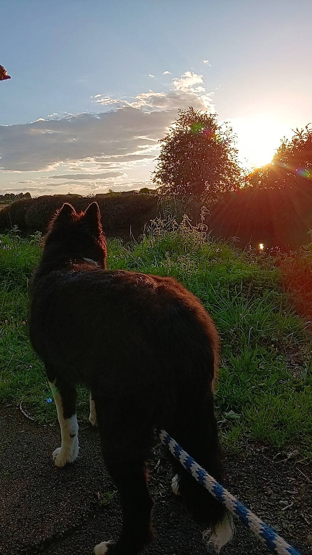 Bernie participe au concours pour gagner de l'argent avec cette photo : carnivore, cat, cloud, dog_breed, fawn, felidae, grass, grass_family, grassland, landscape, leaf, natural_landscape, plant, sky, small_to_medium_sized_cats, sunlight, sunset, tints_and_shades, tree, whiskers