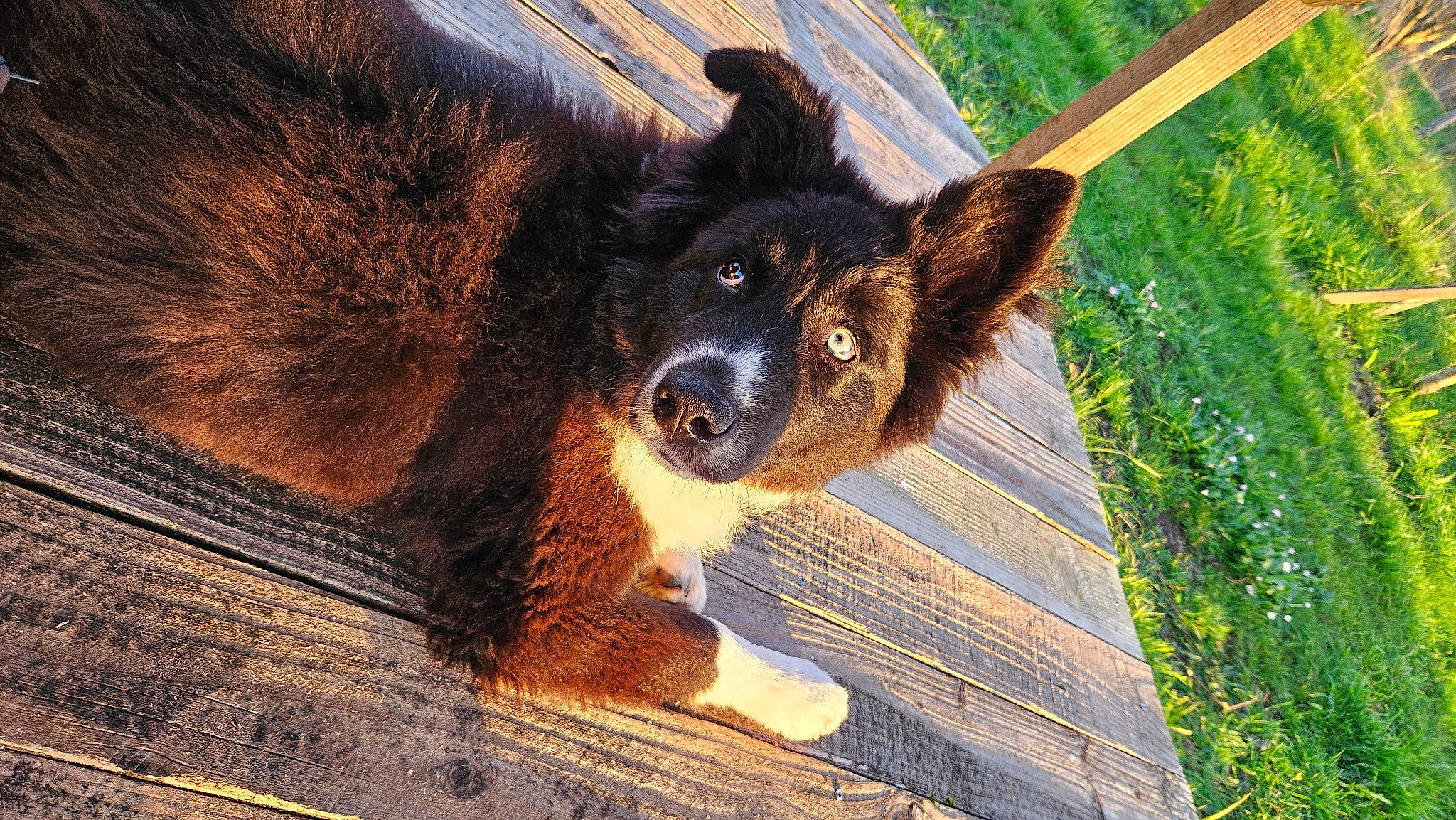 Bernie participe au concours pour gagner de l'argent avec cette photo : canidae, carnivore, companion_dog, dog, dog_breed, eye, fawn, fur, grass, plant, snout, sporting_group, sunglasses, terrestrial_animal, tree, trunk, whiskers, wildlife, wood, working_animal