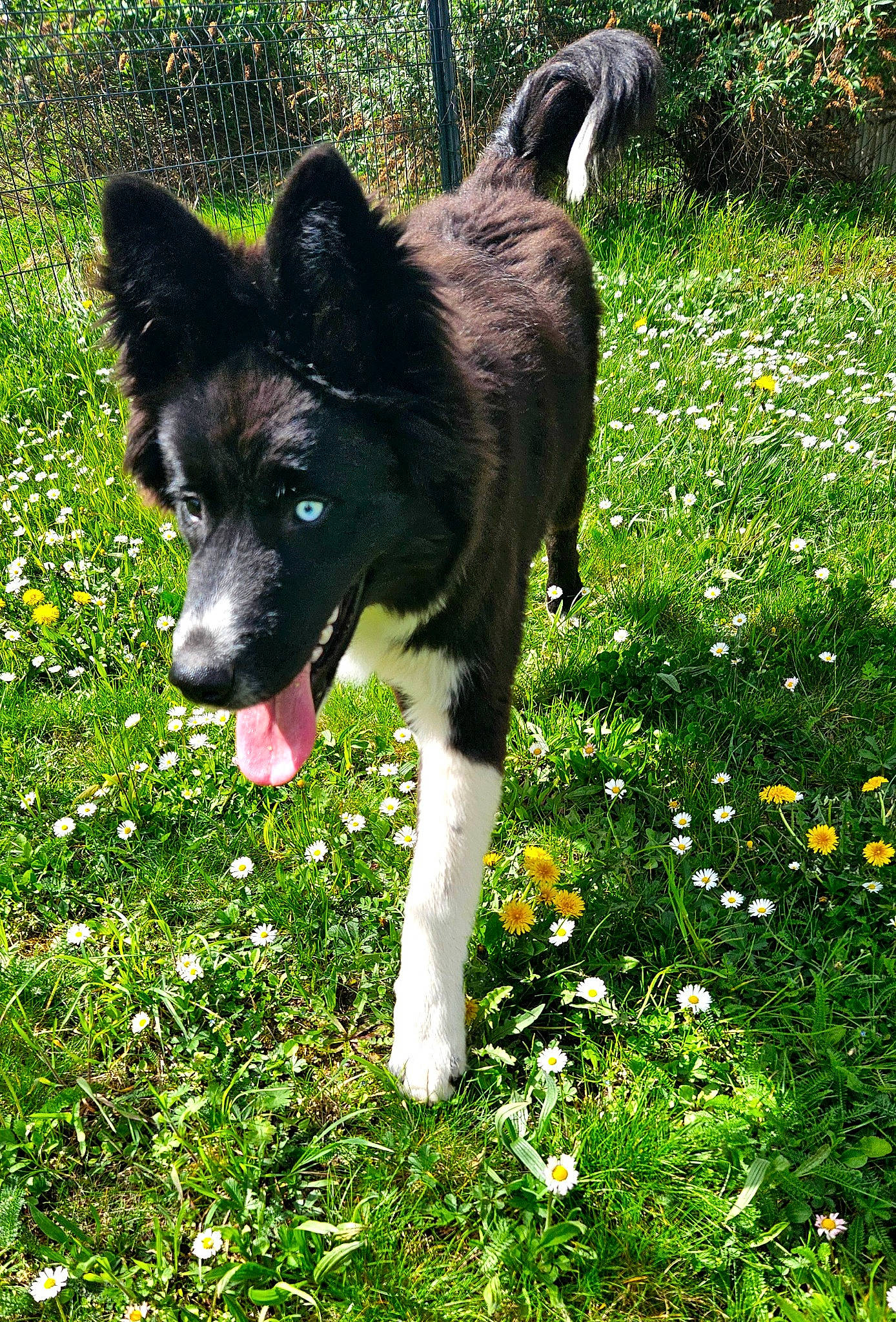 Bernie a rejoint le concours — aidez-le/la à gagner de superbes lots ! canidae, carnivore, companion_dog, dog, dog_breed, flower, grass, grassland, groundcover, herbaceous_plant, herding_dog, lawn, non_sporting_group, people_in_nature, plant, sporting_group, tail, terrestrial_animal, working_animal, working_dog