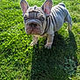 Apy participe au concours pour gagner de l'argent avec cette photo : dog, puppy, french_bulldog, grass, outdoor, sunlight, shadow, pet, animal, cute, ears, wrinkles, greenery, nature, young, mammal, standing, looking, daylight, adorable