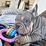 french_bulldog, puppy, dog, blue_eyes, wrinkles, toy, chewing, blanket, cozy, indoor, living_room, pet, cute, close_up, playful, resting, fur, ears, paw, domestic_animal