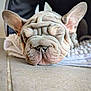 dog, puppy, french_bulldog, sleeping, wrinkles, ears, blanket, floor, cute, pet, animal, indoor, closeup, snout, nose, relaxed, fur, muzzle, lying_down, adorable
