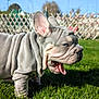 Apy a rejoint le concours — aidez-le/la à gagner de superbes lots ! dog, french_bulldog, puppy, yawning, tongue_out, wrinkles, grass, outdoor, sunny, daylight, pet, animal, cute, playful, garden, fence, blue_sky, canine, mammal, young