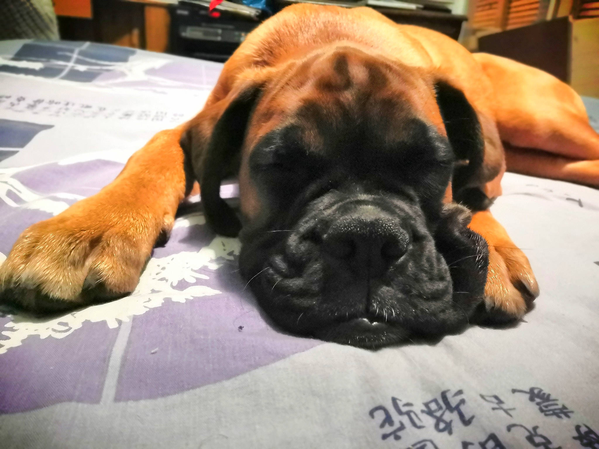 Ragnar participe au concours pour gagner de l'argent avec cette photo : biting, bored, boxer, canidae, carnivore, chair, companion_dog, dog, dog_breed, dog_supply, fawn, flooring, handwriting, liver, paw, snout, sporting_group, whiskers, working_dog, wrinkle
