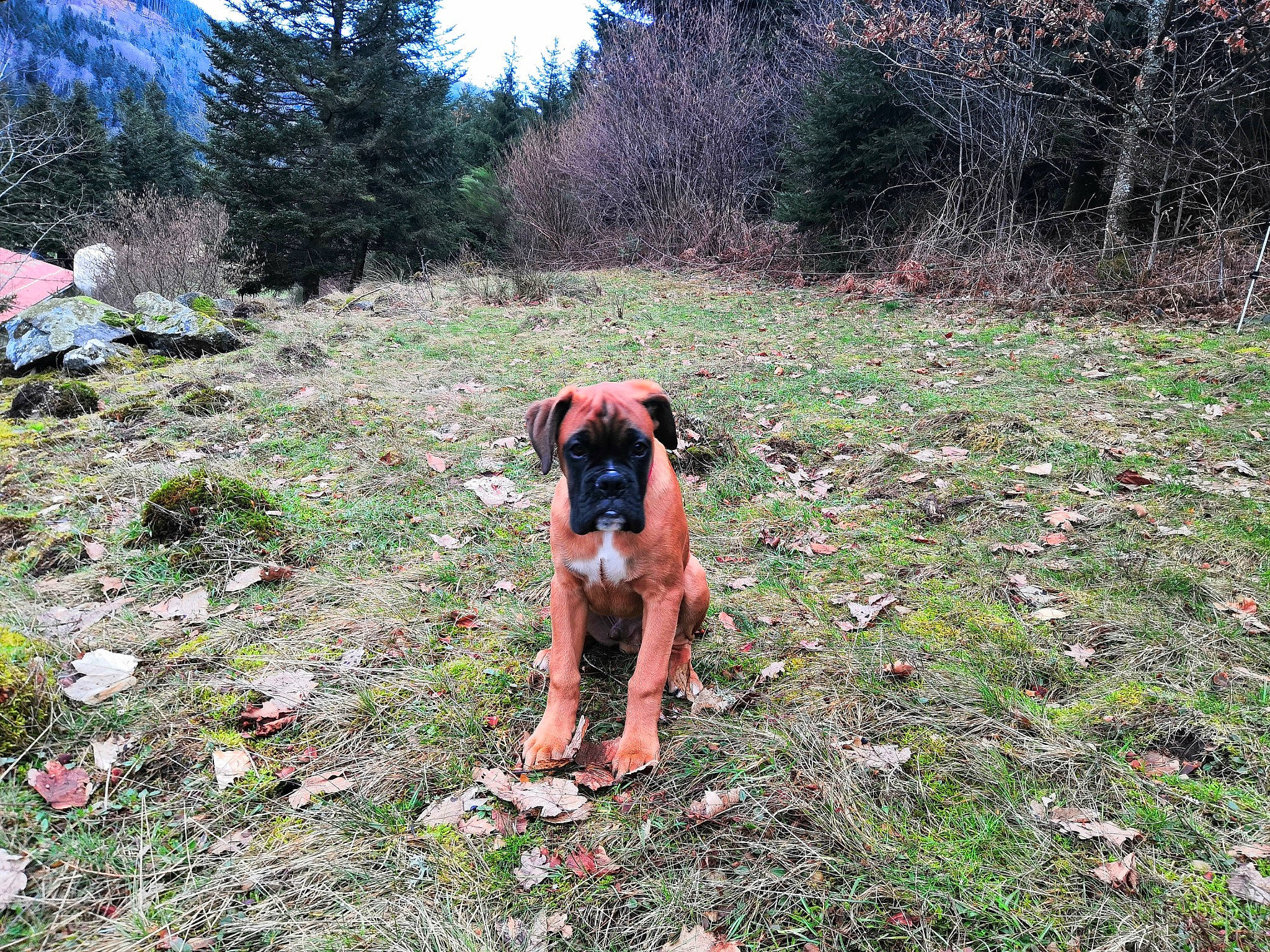 Ragnar a rejoint le concours — aidez-le/la à gagner de superbes lots ! canidae, carnivore, companion_dog, dog, dog_breed, fawn, grass, grass_family, grassland, groundcover, landscape, meadow, mountain, plant, shrub, sky, soil, sporting_group, tree, working_animal