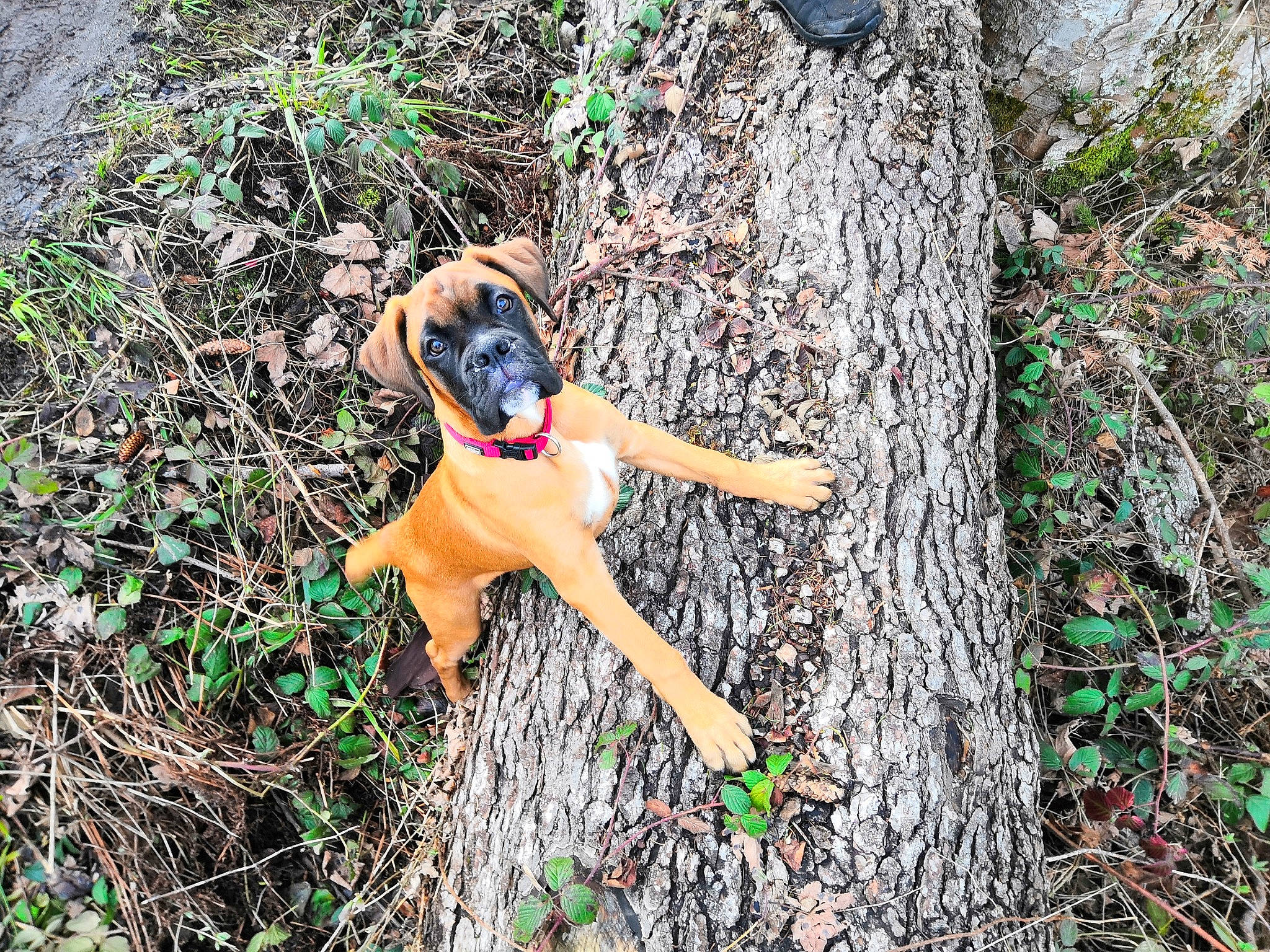Ragnar participe au concours pour gagner de l'argent avec cette photo : canidae, carnivore, companion_dog, dog, dog_breed, fawn, forest, grass, groundcover, hat, jungle, people_in_nature, plant, soil, sporting_group, sunglasses, thigh, tree, trunk, wood