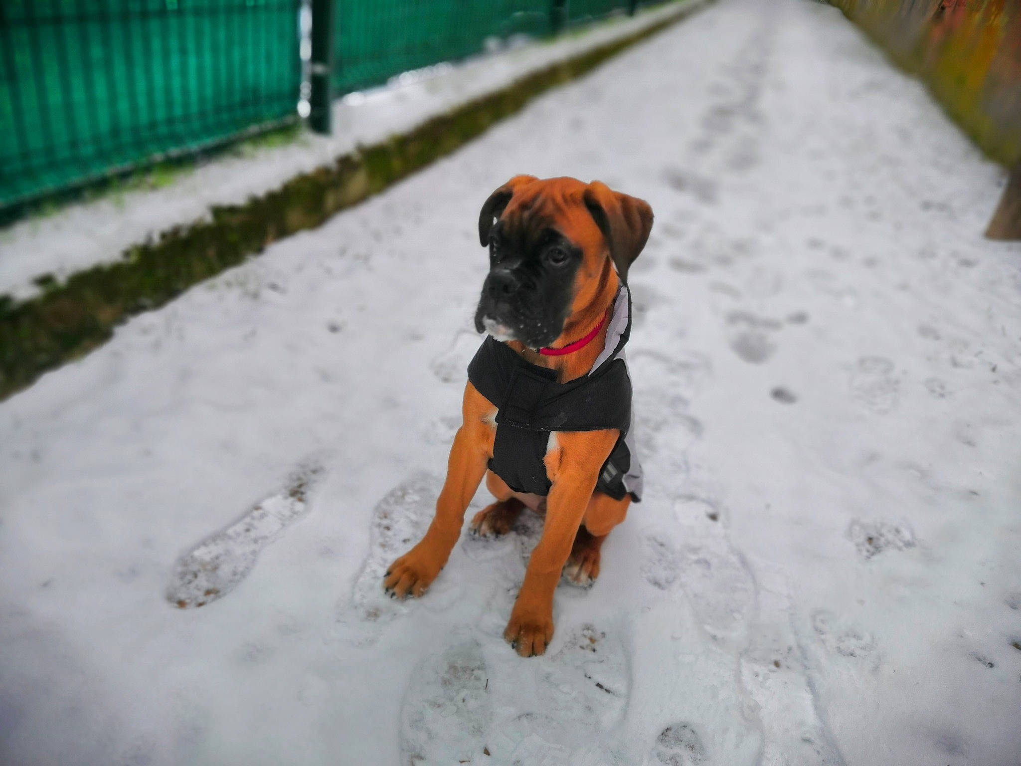 Ragnar participe au concours pour gagner de l'argent avec cette photo : canidae, carnivore, collar, companion_dog, dog, dog_breed, dog_collar, dog_supply, fawn, fence, freezing, pet_supply, plant, precipitation, snout, snow, sporting_group, tail, winter, working_animal