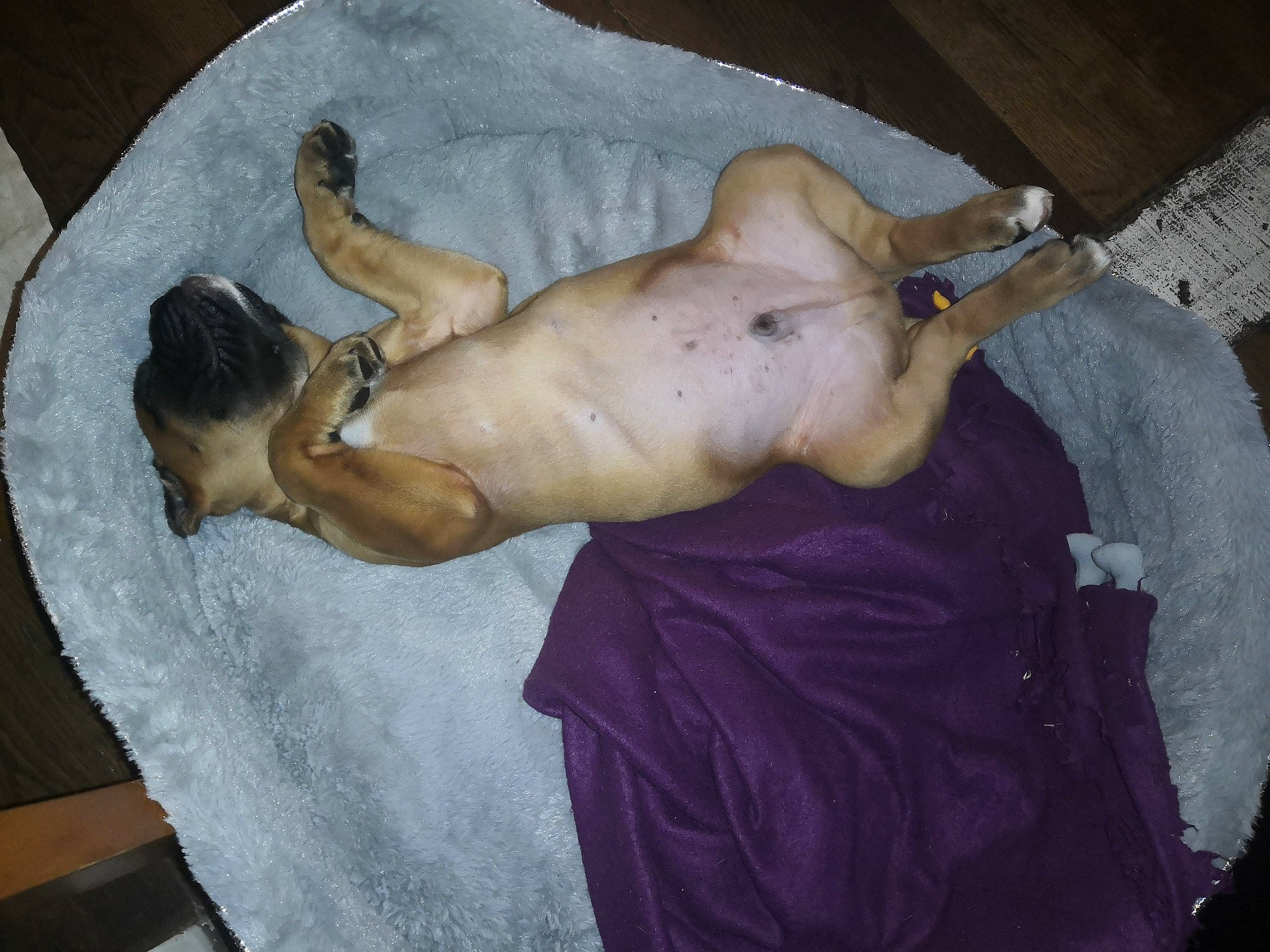 Ragnar participe au concours pour gagner de l'argent avec cette photo : abdomen, barechested, canidae, carnivore, chest, comfort, companion_dog, dog, dog_breed, elbow, fawn, human_leg, nap, snout, sporting_group, thigh, toy_dog, trunk, working_animal, wrinkle