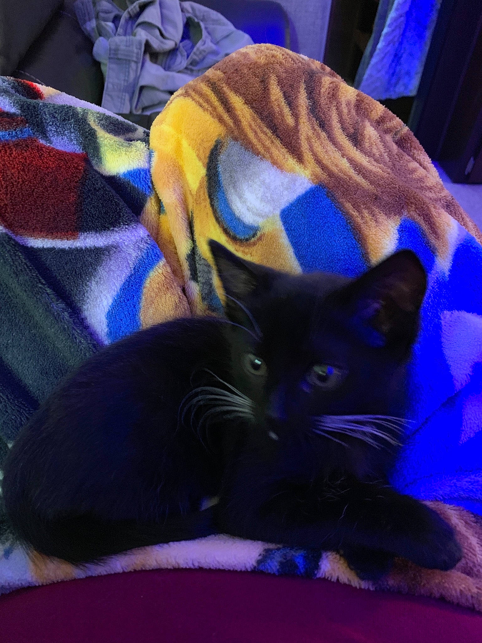 Runt is registered to the contest to win money with this photo: asian, black_cat, blue, carnivore, cat, domestic_short_haired_cat, ear, felidae, fur, kitten, purple, small_to_medium_sized_cats, textile, whiskers