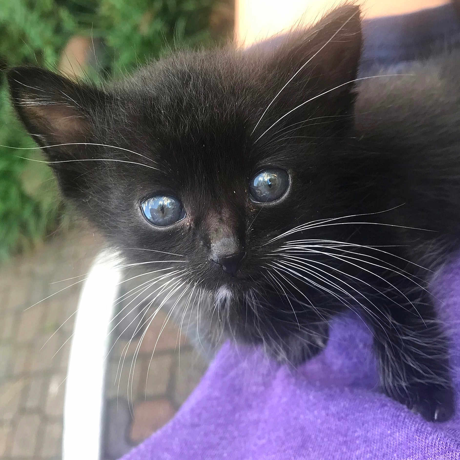 Runt
