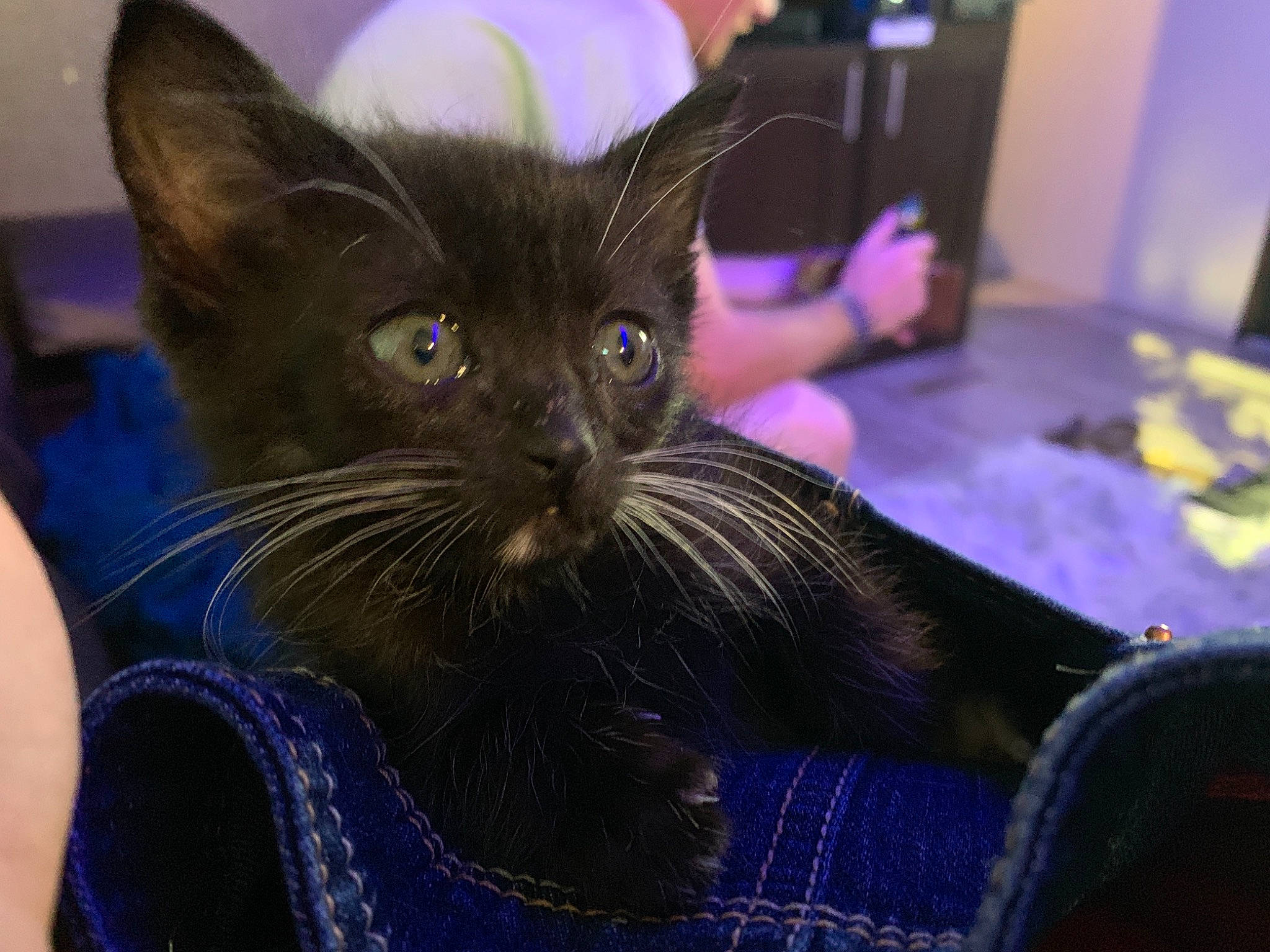 Runt joined the competition — help win amazing prizes! asian, black_cat, bombay, burmese, carnivore, cat, domestic_short_haired_cat, felidae, havana_brown, iris, kitten, mammal, oriental_longhair, oriental_shorthair, purple, small_to_medium_sized_cats, whiskers