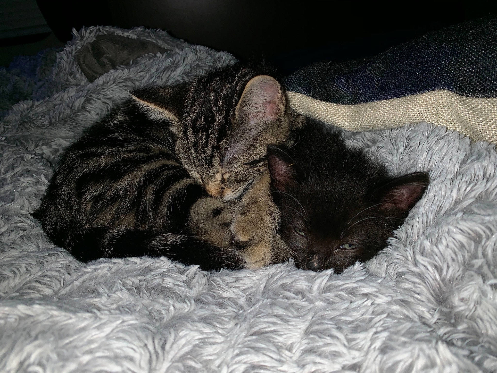 Runt joined the competition — help win amazing prizes! asian, bed, bengal, carnivore, cat, domestic_short_haired_cat, dragon_li, egyptian_mau, european_shorthair, felidae, fur, kitten, mammal, nap, ocicat, pixie_bob, small_to_medium_sized_cats, tabby_cat, vertebrate, whiskers