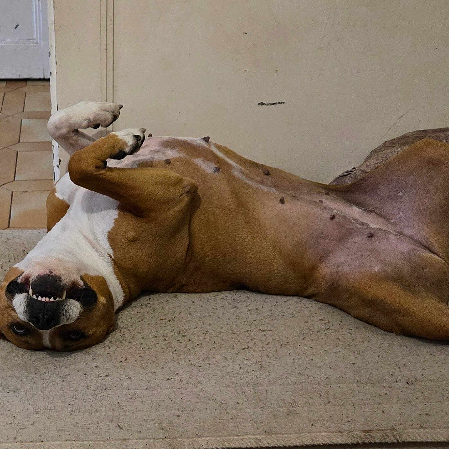 Naya participe au concours pour gagner de l'argent avec cette photo : animal, body, brown_and_white_dog, canine, dog, domestic_animal, floor, fur, head, indoor, lying_down, mat, nose, paw, pet, playful, resting, smiling, teeth, upside_down