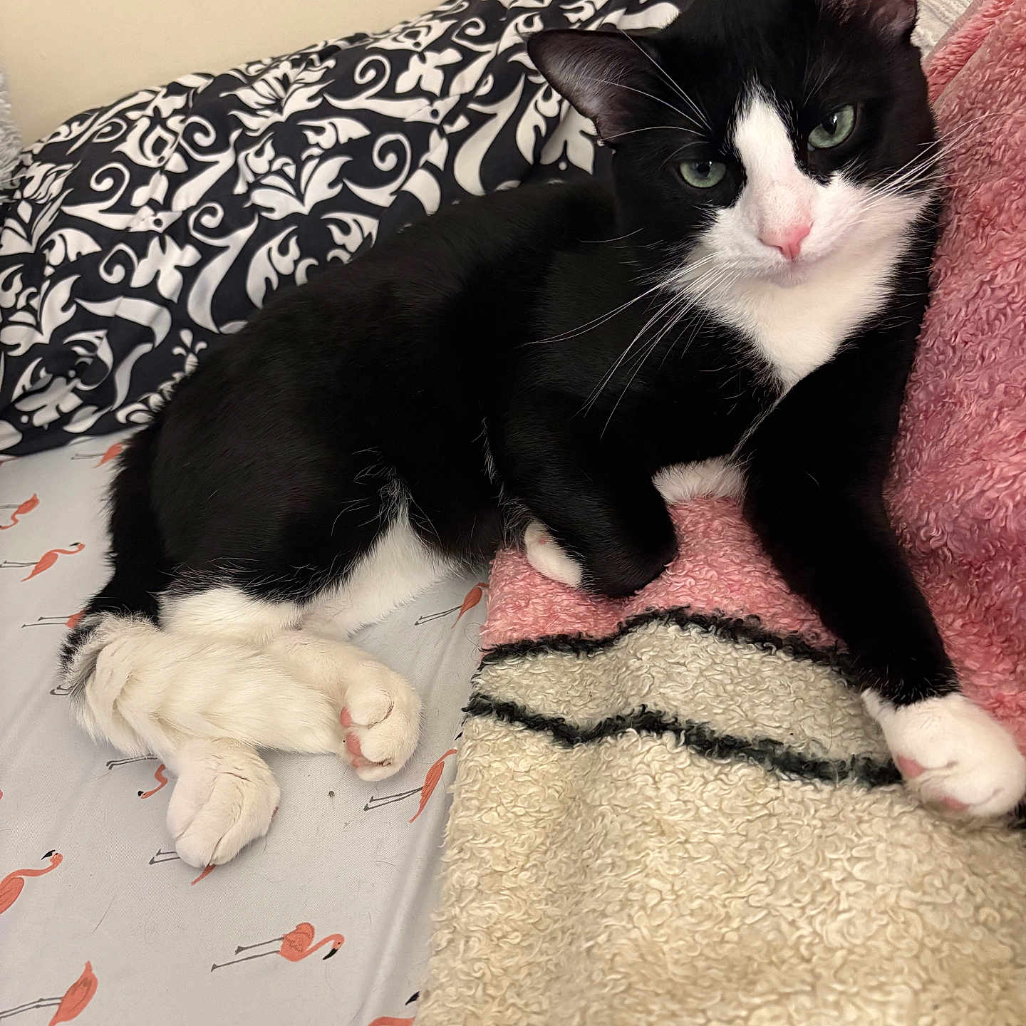 Shadow joined the competition — help win amazing prizes! animal, bed, black_and_white, blanket, cat, cozy, cute, domestic_cat, feline, flamingo_pattern, indoor, lying_down, paw, pet, pink_nose, relaxed, resting, sheet, tuxedo_cat, whiskers