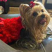 Crimson is registered to the contest to win money with this photo: dog, small_dog, yorkshire_terrier, red_dress, bow, pet, leather_couch, tongue_out, happy, cute, indoor, furry, animal, companion, sitting, closeup, portrait, home, decor, adorable