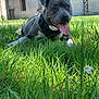 animal, building, canine, closeup, dog, ear_flop, flower, flower_daisy, grass, grass_blades, greenery, happy, nature, outdoor, panting, pet, stone_wall, summer, sunlight, tongue_out