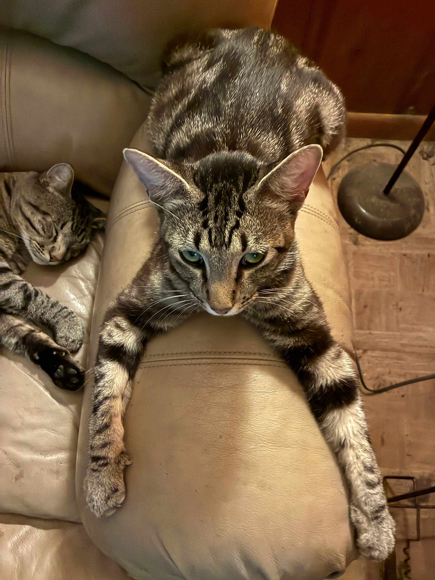 Mr Kitty joined the competition — help win amazing prizes! armrest, cat, closeup, couch, cozy, feline, floor_lamp, furniture, green_eyes, indoor, leather_armrest, living_room, paws, pet, portrait, sleeping_cat, stretching, tabby_cat, two_cats, whiskers