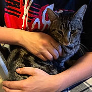 Mr Kitty joined the competition — help win amazing prizes! arm, cat, close_up, cozy, domestic_animal, fur, hands, holding, home, indoor, lap, person, pet, plaid_blanket, portrait, red_graphic, shirt, sitting, tabby_cat, whiskers