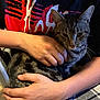 arm, cat, close_up, cozy, domestic_animal, fur, hands, holding, home, indoor, lap, person, pet, plaid_blanket, portrait, red_graphic, shirt, sitting, tabby_cat, whiskers