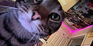 Mr Kitty joined the competition — help win amazing prizes! bedroom, cat, ceiling, close_up, curiosity, door, feline, fur, green_eyes, indoor, led_lights, nose, pet, pink_leds, portrait, posters, tabby_cat, wall_art, whiskers, wide_angle