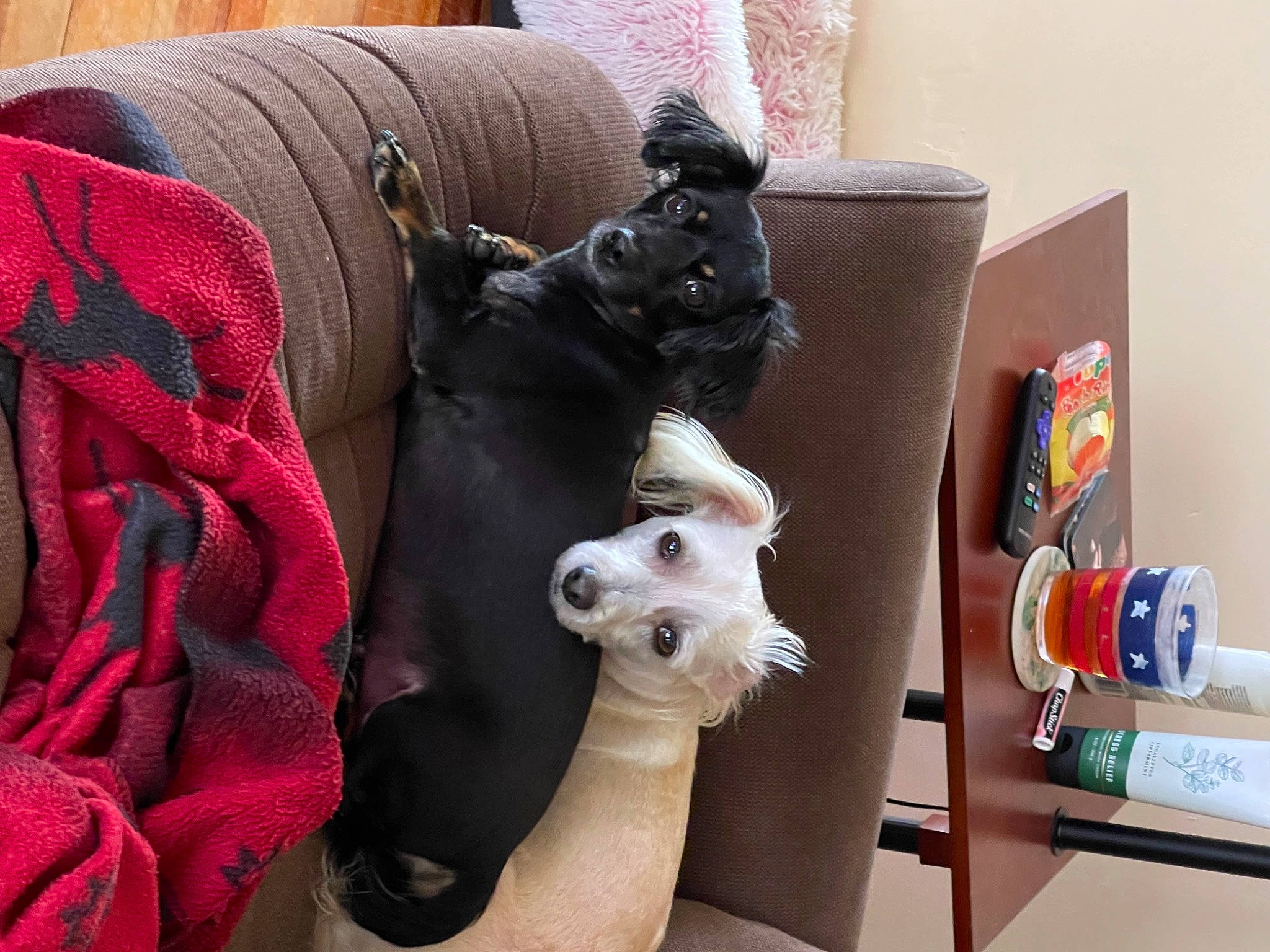 Dixie is registered to the contest to win money with this photo: bag, box, canidae, carnivore, comfort, companion_dog, dog, dog_breed, dog_clothes, dog_supply, eyewear, fawn, linens, pet_supply, shipping_box, sporting_group, stuffed_toy, textile, toy_dog, working_animal