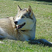 Lightning is registered to the contest to win money with this photo: dog, husky, animal, pet, grass, outdoor, sunlight, canine, fur, blue_eyes, lying_down, nature, mammal, happy, relaxed, daytime, field, portrait, one_animal, fluffy