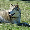 dog, husky, animal, pet, grass, outdoor, sunlight, canine, fur, blue_eyes, lying_down, nature, mammal, happy, relaxed, daytime, field, portrait, one_animal, fluffy