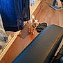 kitten, cat, floor, wooden_floor, flip_flops, curtains, window, cat_scratching_post, furniture, indoor, pet, collar, small_animal, domestic_cat, curious, shadow, household, light, black_chair, room