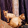 Lilo And Nani is registered to the contest to win money with this photo: cat, cats, indoor, curtains, lap, person, clothing, feline, pet, animal, sitting, curious, collar, warm_lighting, patterned_curtains, resting, domestic, two_cats, furry, companionship
