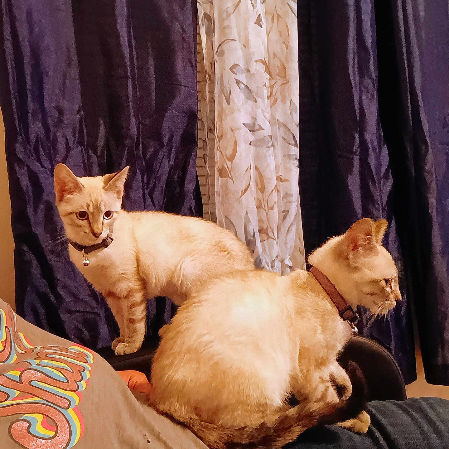 Lilo And Nani is registered to the contest to win money with this photo: animal, cat, cats, clothing, collar, companionship, curious, curtains, domestic, feline, furry, indoor, lap, patterned_curtains, person, pet, resting, sitting, two_cats, warm_lighting