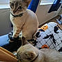 Lilo And Nani is registered to the contest to win money with this photo: cat, kitten, indoor, window, curtain, collar, bell, blanket, halloween, pumpkin, bat, feline, pet, cute, animal, resting, curious, soft, domestic, cozy