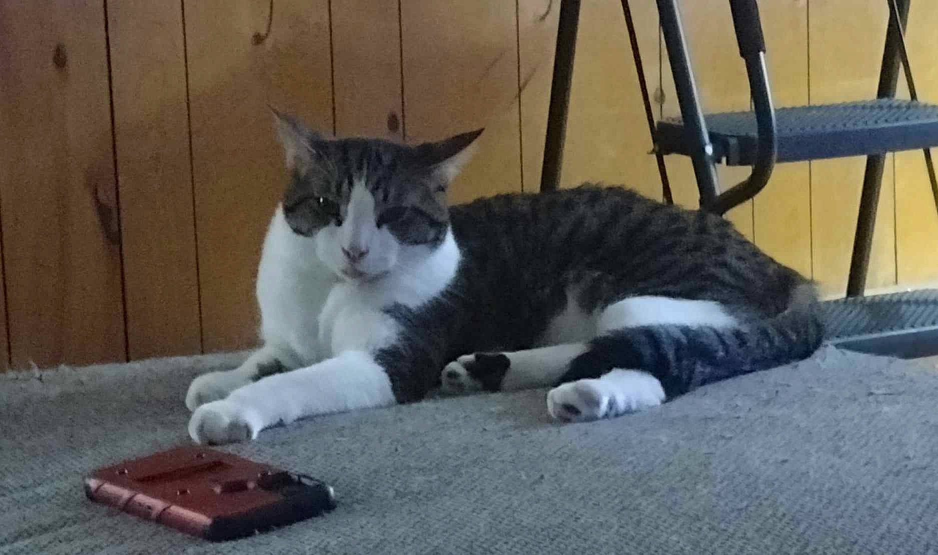 Jango joined the competition — help win amazing prizes! carnivore, cat, cat_supply, comfort, domestic_short_haired_cat, felidae, flooring, fur, mobile_phone, office_supplies, paw, portable_communications_device, sitting, small_to_medium_sized_cats, tail, whiskers