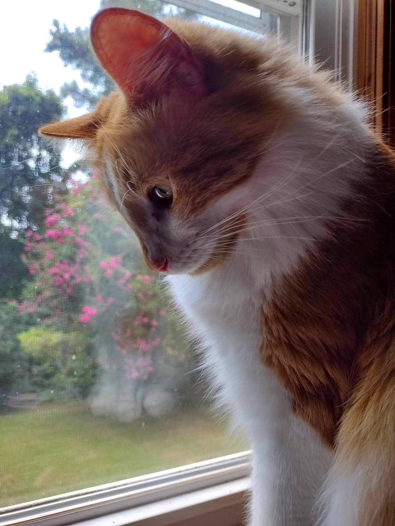 Ziggy joined the competition — help win amazing prizes! carnivore, cat, domestic_short_haired_cat, eye, fawn, felidae, flower, fur, grass, plant, sky, small_to_medium_sized_cats, snout, tail, tree, whiskers, window, windshield, wood