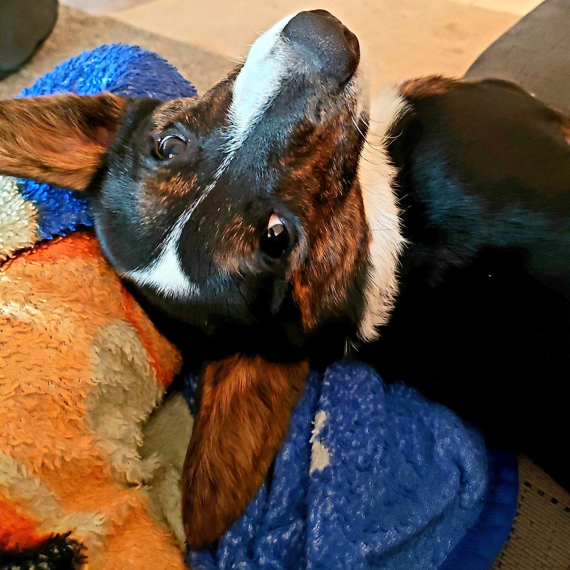 Einhorn joined the competition — help win amazing prizes! animal, ball, beagle, blanket, bulldog, canine, couch, dog, football, furniture, hound, pet, puppy, racket, snout, soccer, sport, tennis, tennisracket, towel