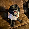 dog, black_dog, curly_fur, sweater, pet, couch, indoor, happy, smiling, tongue_out, seated, cozy, fur, domestic_animal, canine, collar, tag, brown_couch, cute, companion