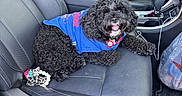 Dallas joined the competition — help win amazing prizes! dog, black_dog, curly_fur, blue_shirt, pet_clothing, car_interior, leather_seat, front_seat, happy_dog, tongue_out, dog_tag, car_console, seat_belt, car_floor_mat, plastic_bag, car_door, car_seat_stitching, accessories, relaxed, pet