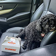 Dallas is registered to the contest to win money with this photo: dog, curly_fur, black_dog, car_interior, car_seat, leather_seat, pet_tag, pet, box, dunkin, munchkins, food_box, window, door_handle, seatbelt, resting, indoor, animal, cute, companion